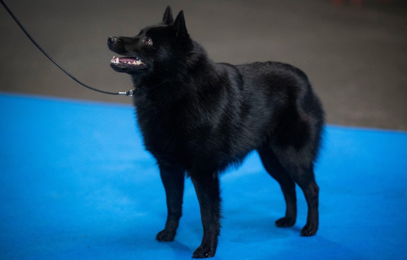 CH. Seyar du Mas de Valaurine