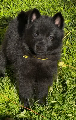 Les chiots de Schipperke