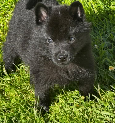 Les chiots de Schipperke
