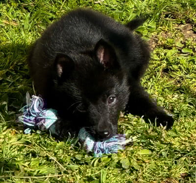 Les chiots de Schipperke