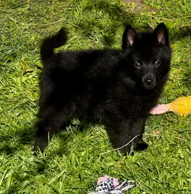 Les chiots de Schipperke