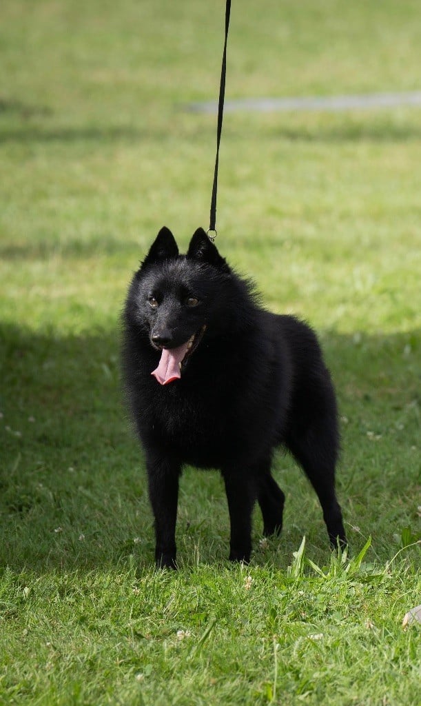 CH. Rackam le noir du Mas de Valaurine - 1er exc / Cacs / Rcacib