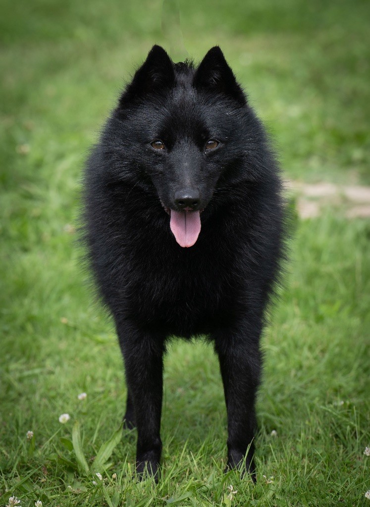 CH. Rackam le noir du Mas de Valaurine - 1er exc CACS-BOS