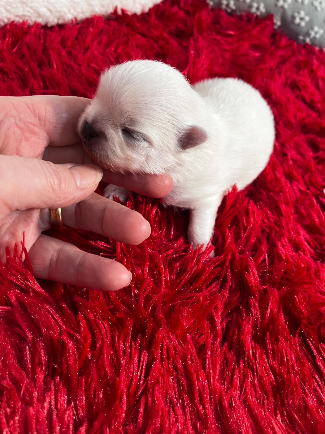 Spitz allemand - du Domaine des Marineros