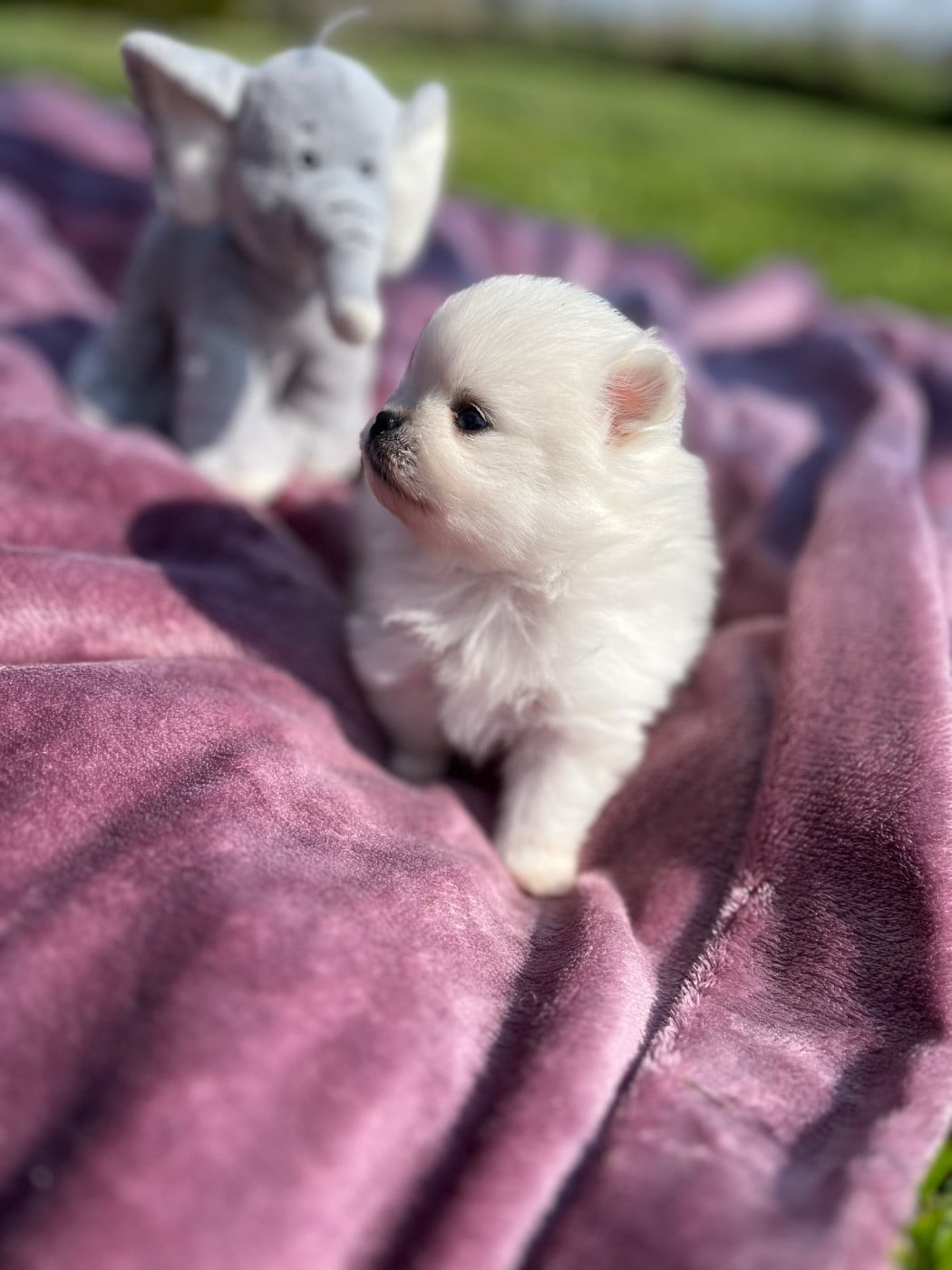 Spitz allemand - du Domaine des Marineros