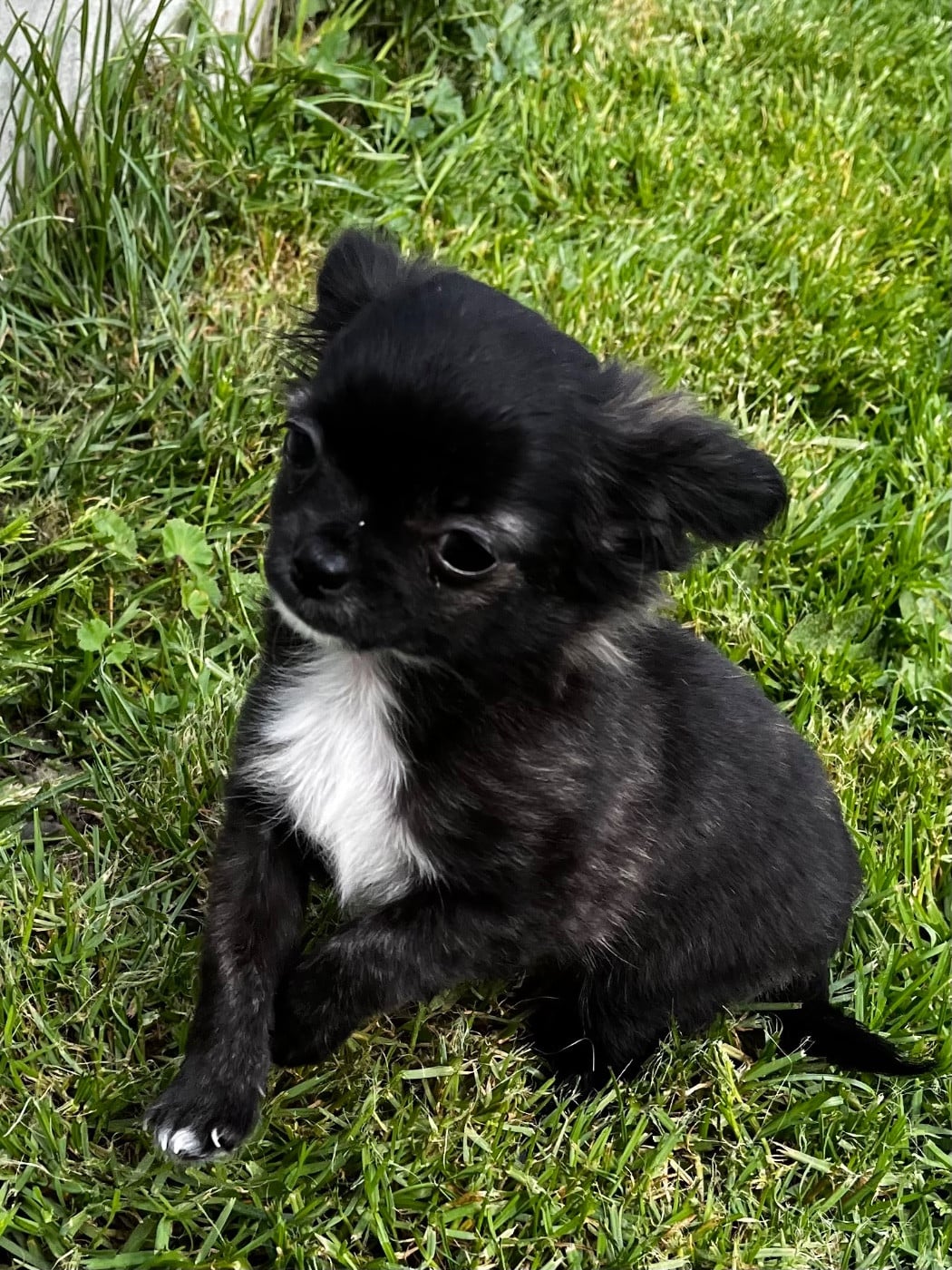 Chihuahua - du Domaine des Marineros