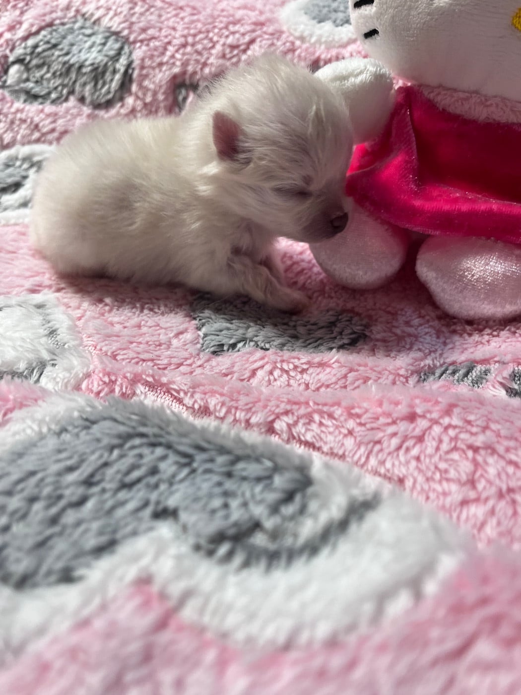 BELLIE