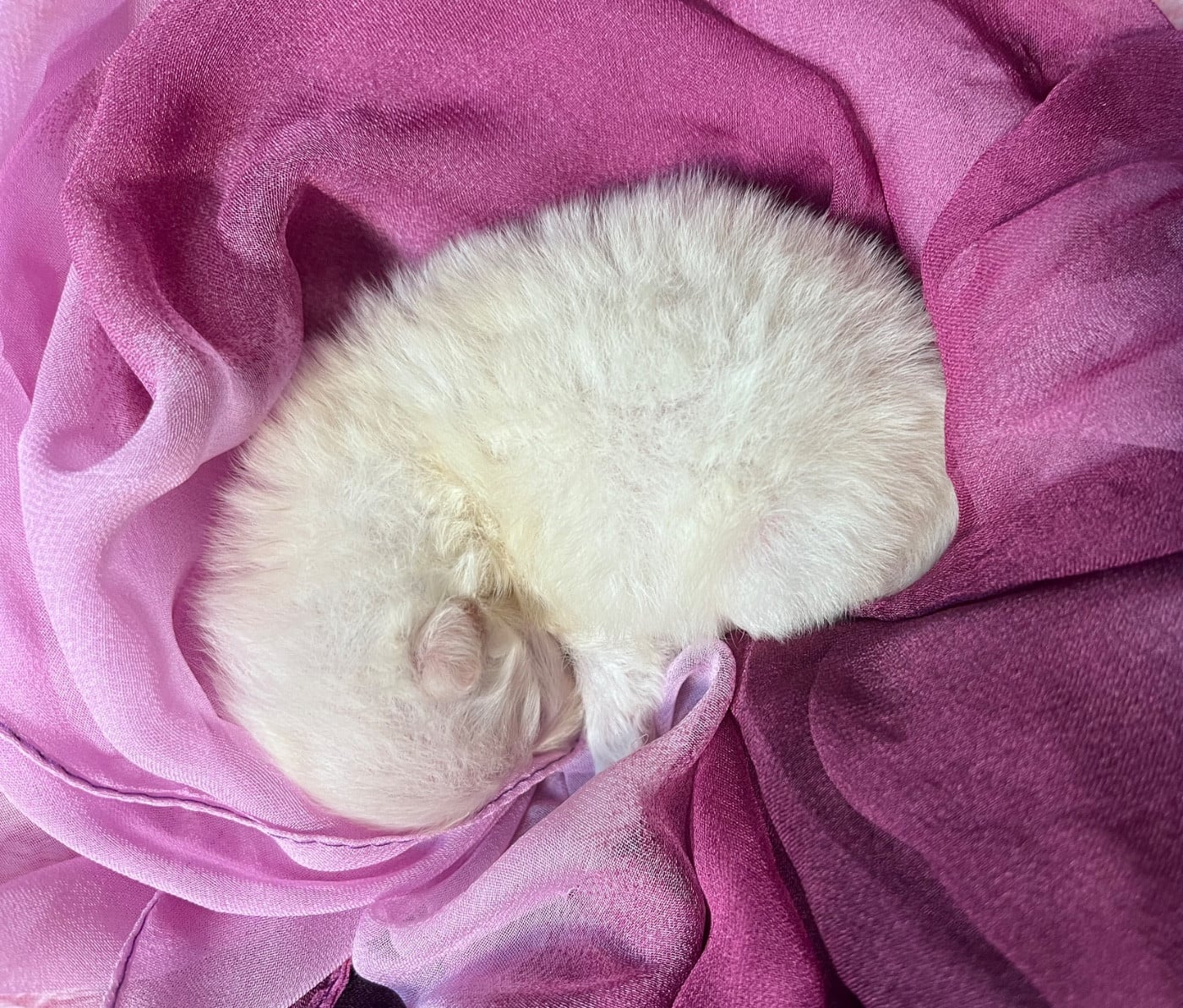 BELLIE