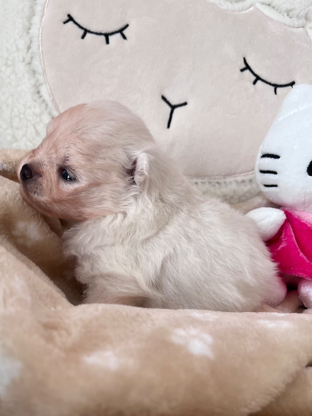 BLESSY