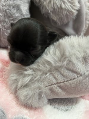 Les chiots de Chihuahua