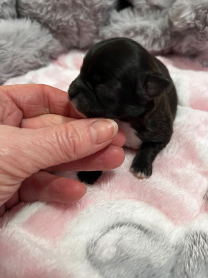 Les chiots de Chihuahua