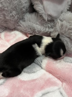 Les chiots de Chihuahua