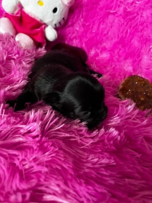 Les chiots de Chihuahua