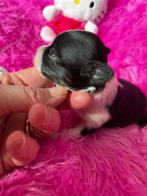 Les chiots de Chihuahua