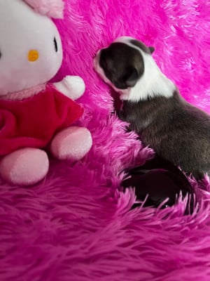 Les chiots de Chihuahua