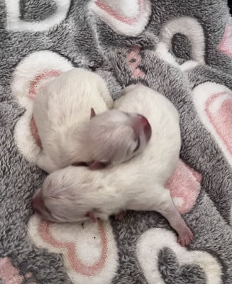 Les chiots de Spitz allemand