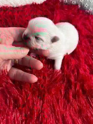 Les chiots de Spitz allemand