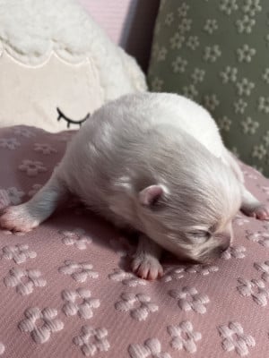 Les chiots de Spitz allemand