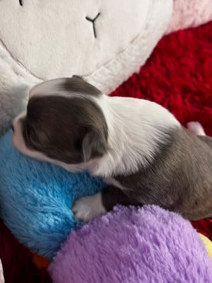 Les chiots de Chihuahua