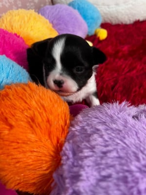 Les chiots de Chihuahua