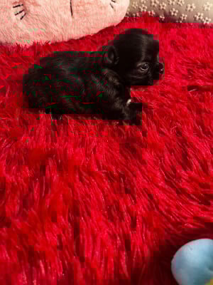 Les chiots de Chihuahua