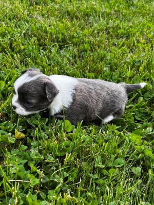 Les chiots de Chihuahua