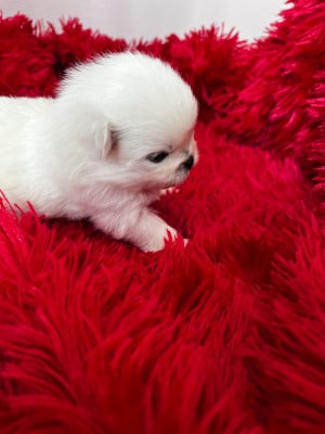 Les chiots de Spitz allemand