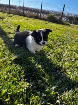 Les chiots de Chihuahua