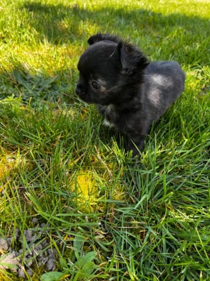 Les chiots de Chihuahua