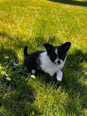 Les chiots de Chihuahua