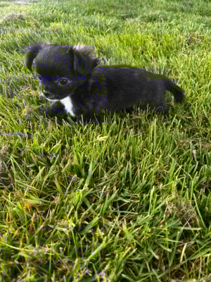 Les chiots de Chihuahua