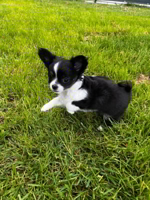 Les chiots de Chihuahua