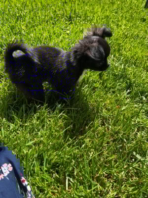 Les chiots de Chihuahua