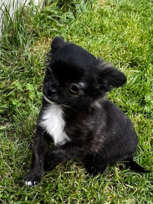 Les chiots de Chihuahua