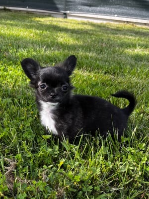 Les chiots de Chihuahua