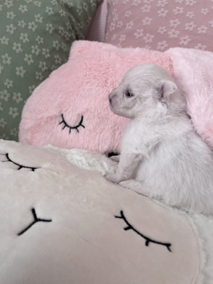 Les chiots de Spitz allemand