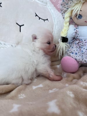 Les chiots de Spitz allemand