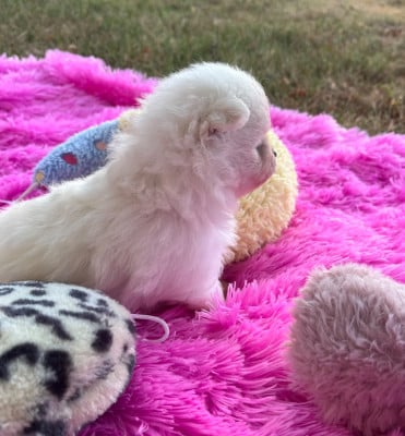 Les chiots de Spitz allemand