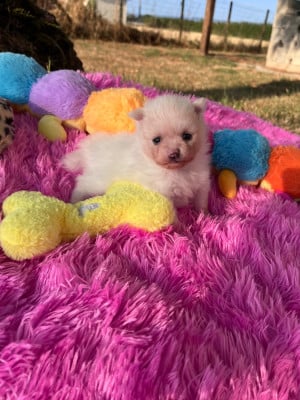 Les chiots de Spitz allemand