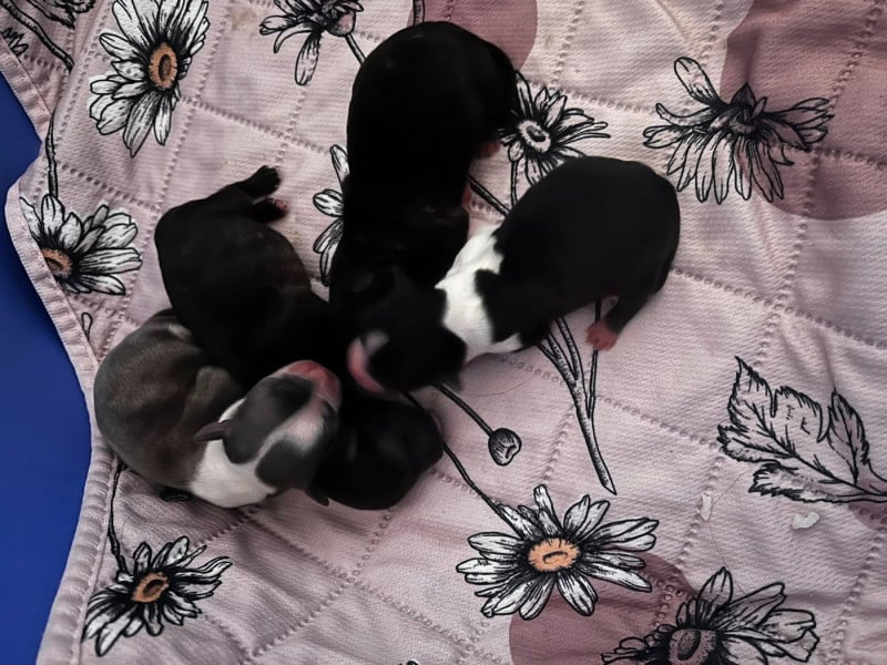 Chihuahua - du Domaine des Marineros