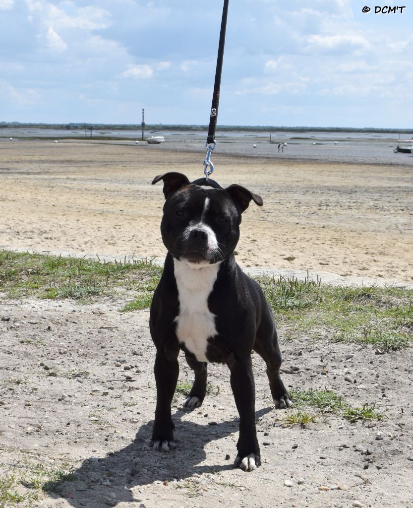 Rivals are way too slow du clan ' Molotov - 1er Excellent RCACS