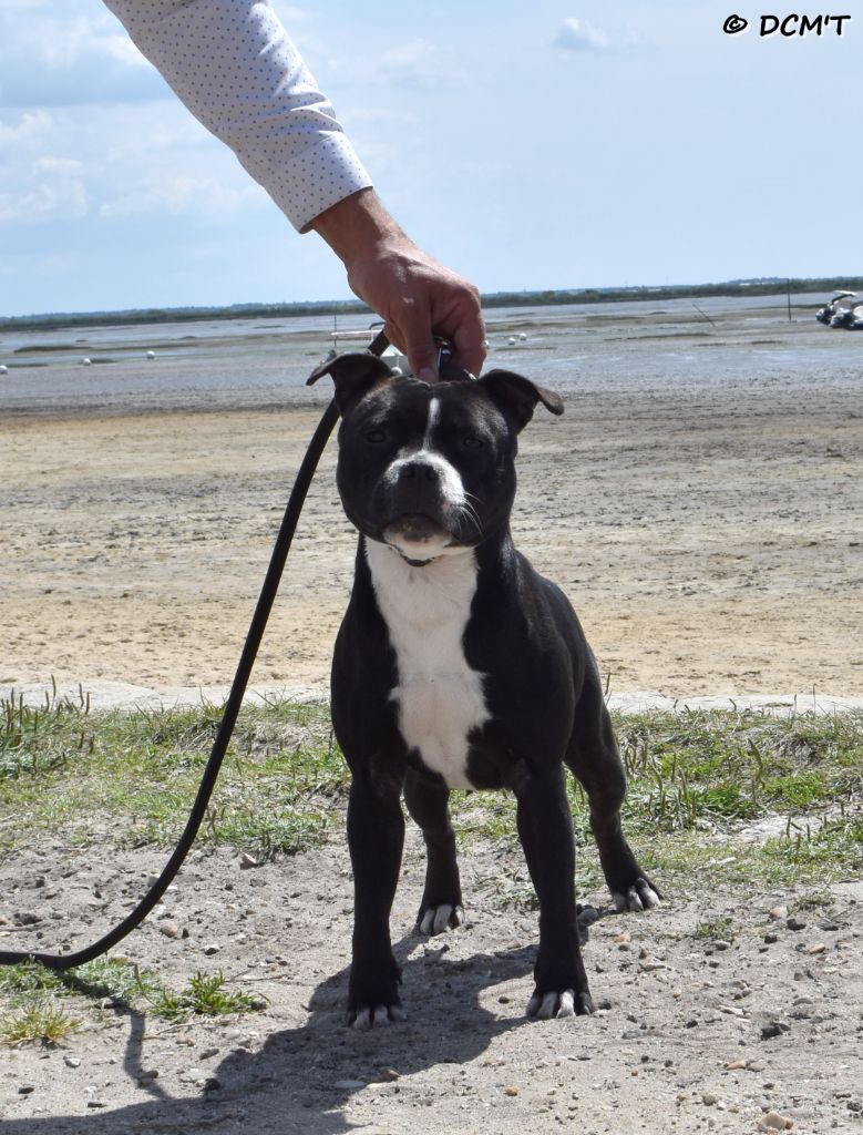 Rivals are way too slow du clan ' Molotov - 1ere Excellente CACS BOB