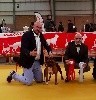 CH. Lord largo pineapple du clan ' Molotov - 1er Excellent, Cac BEST OF BREED 
