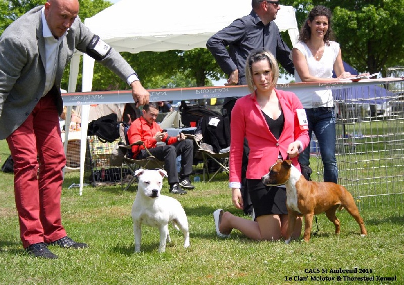 Linka cherry queen du clan ' Molotov - 2em VP