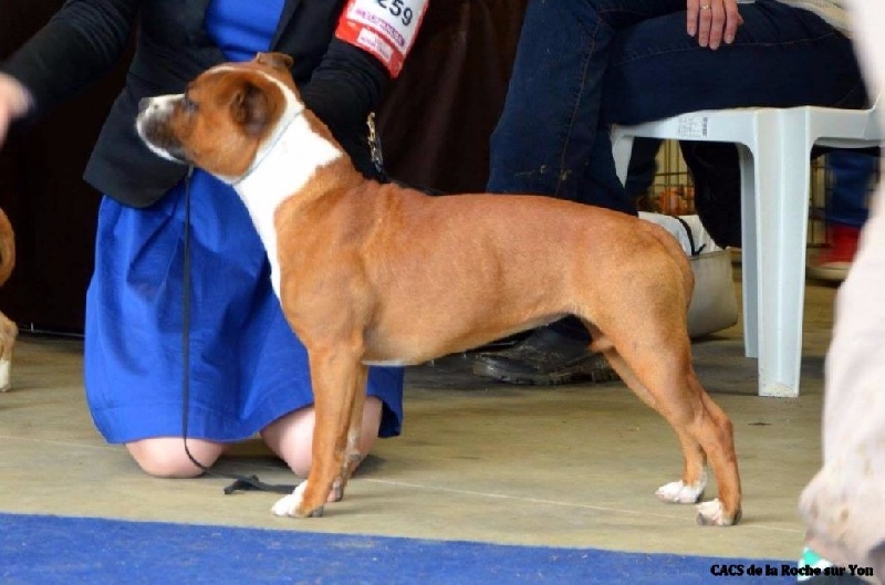 Linka cherry queen du clan ' Molotov - 4em Très Prometteuse