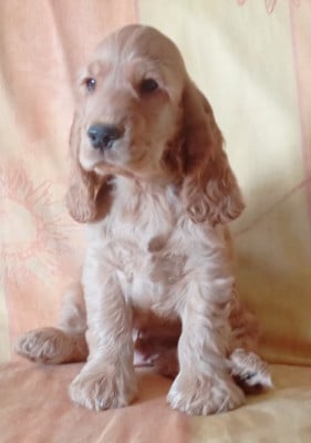 Les chiots de Cocker Spaniel Anglais