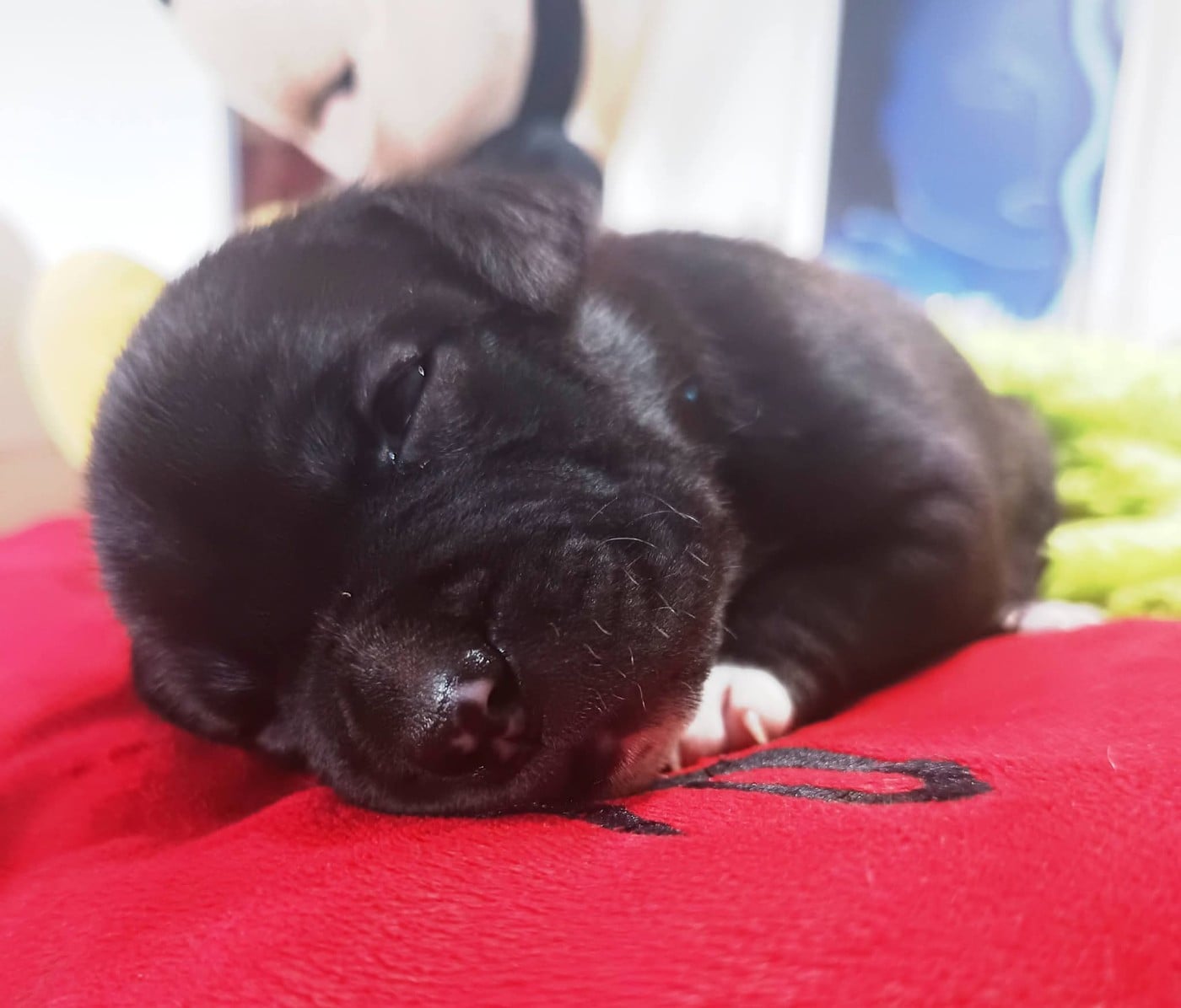 American Staffordshire Terrier - Des lys de solas