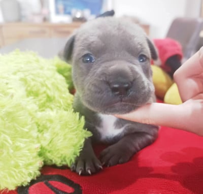 Les chiots de American Staffordshire Terrier