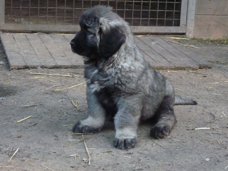 Chiot Berger Du Caucase Elevage Du Chemin De Laigle