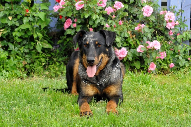 Publication : du berceau de bfamily Auteur : j.Avelin